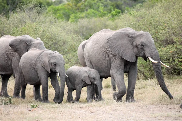 Bando de elefantes — Fotografia de Stock