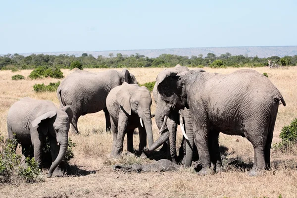 Bande d'éléphants — Photo