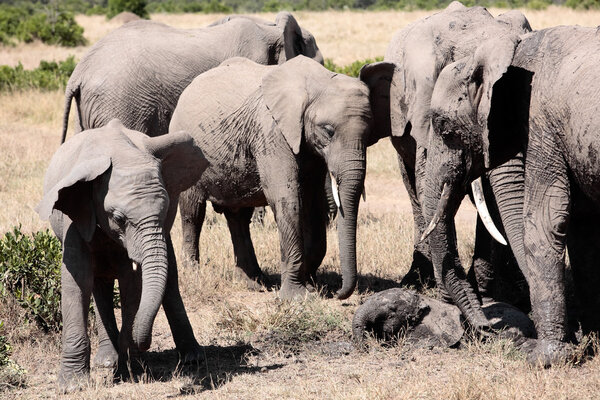 Bunch of elephants playing with mud to protect them from heat and sun ,Elephantidae, in the bush of the masai reserve in kenya africa