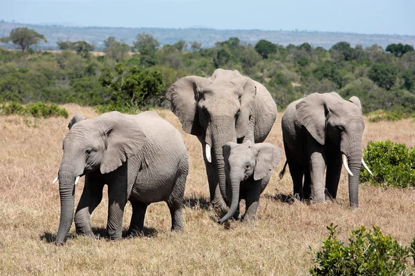 Bos van olifanten — Stockfoto
