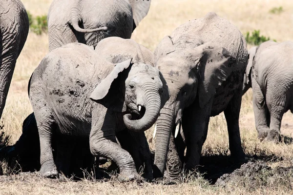 Bunch of elephants — Stock Photo, Image