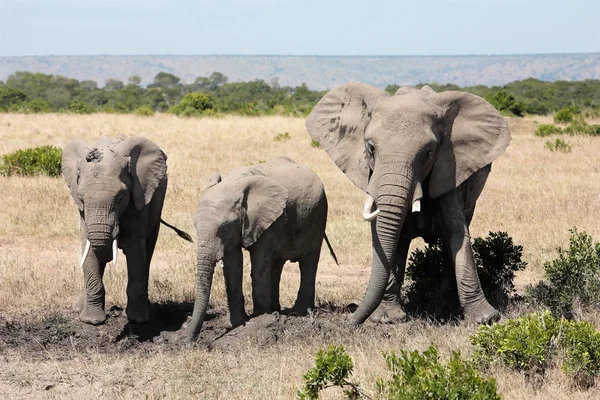 Букет з слонів — стокове фото