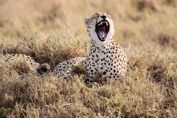 Gepard — Stockfoto