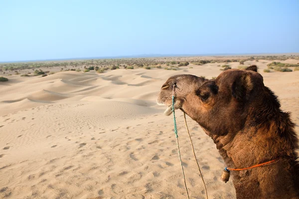 In thar woestijn in de buurt van jaisalmer Rechtenvrije Stockfoto's