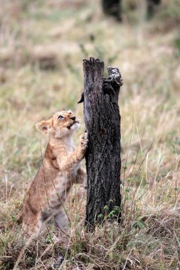Lion cub clipart