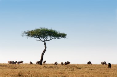 Masai mara