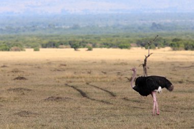 Masai mara