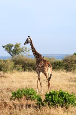 Masai veya kilimanjaro zürafa