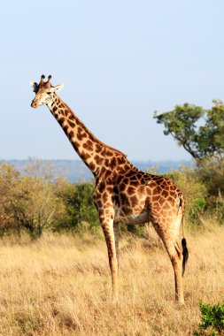 Masai veya kilimanjaro zürafa