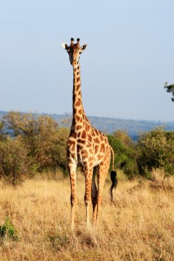 Masai veya kilimanjaro zürafa