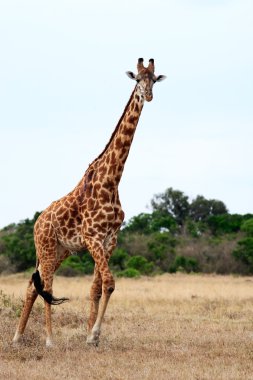 Masai veya kilimanjaro zürafa