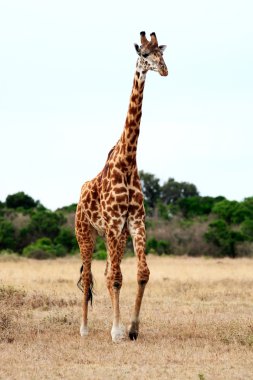 Masai veya kilimanjaro zürafa