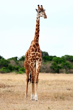 Masai veya kilimanjaro zürafa