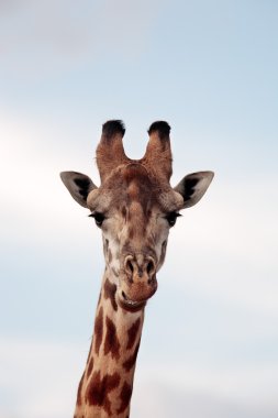 Masai veya kilimanjaro zürafa