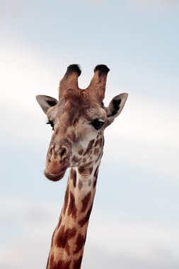 Masai veya kilimanjaro zürafa