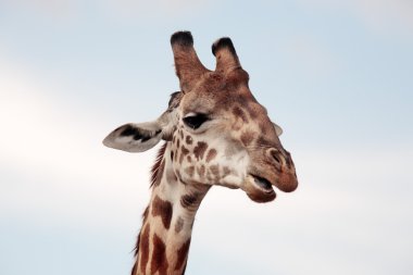 Masai veya kilimanjaro zürafa