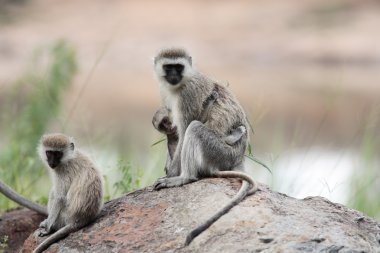 Vervet Monkey clipart