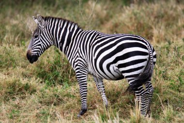 Grevy'nın Zebra