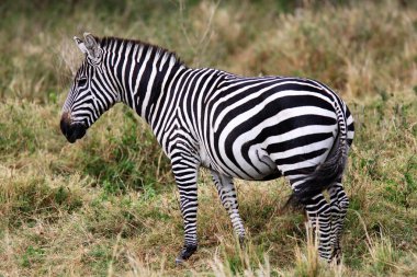 Grevy's Zebra clipart