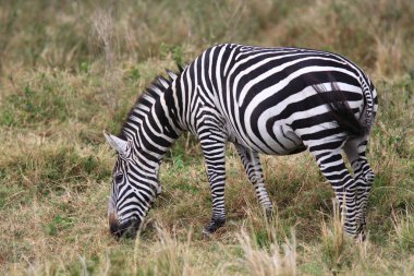 Grevy'nın Zebra