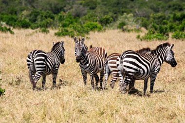 Grevy'nın Zebra