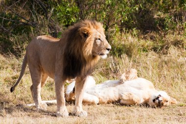 Female and male Lion clipart