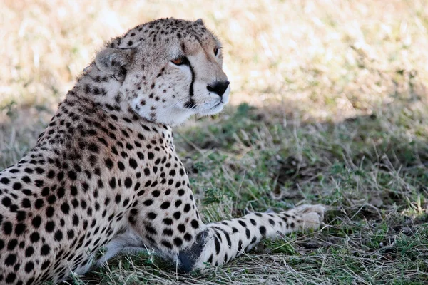 Cheetah — Stock Photo, Image