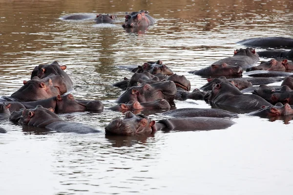Happy Hippopotamus (always smiling) in the marra river in the masai mara reserve in kenya africa — Stock Photo, Image