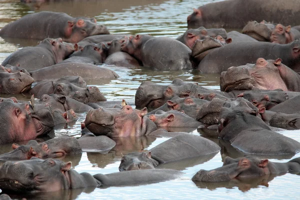 Szczęśliwy hipopotam — Zdjęcie stockowe