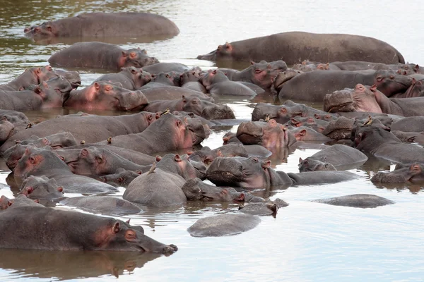 Feliz hipopótamo. — Foto de Stock