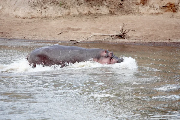 Hipopótamo feliz — Fotografia de Stock