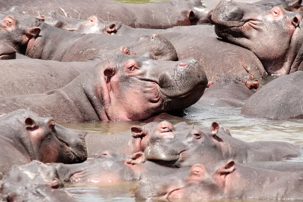 Heureux Hippopotame — Photo