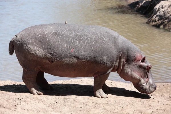 Glückliches Nilpferd — Stockfoto