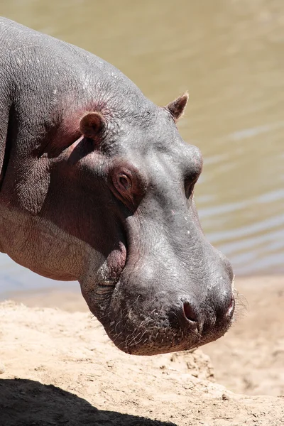 Feliz hipopótamo. —  Fotos de Stock