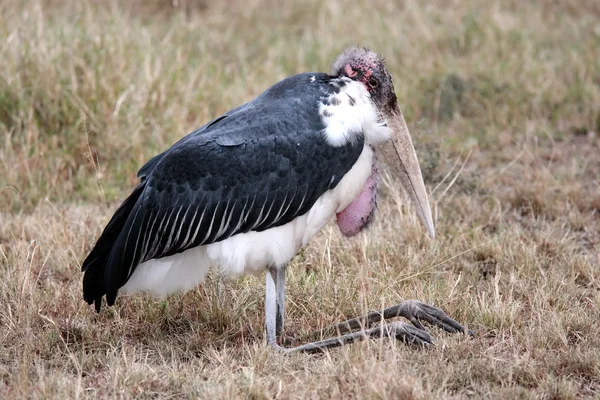 Marabou Stork — Stock Photo, Image