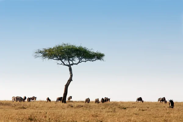 Masai mara — Stockfoto