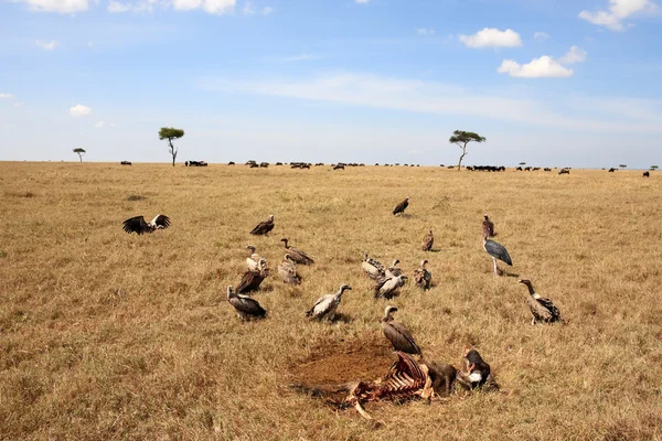 Masai Mara vagyok. — Stock Fotó