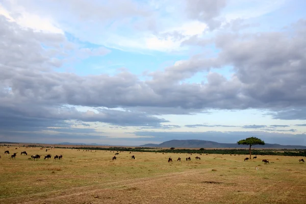 Masai mara — Stockfoto