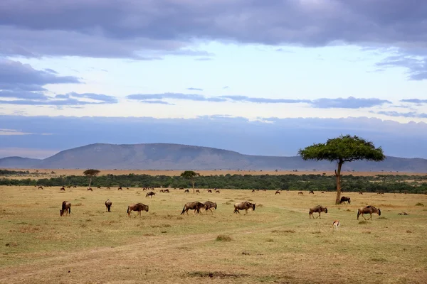 Masai mara — Foto de Stock
