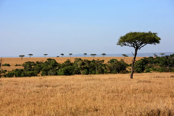 Masai Mara vagyok. — Stock Fotó