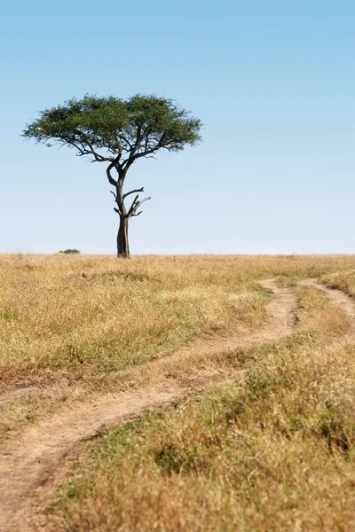 Masai mara — Stock Photo, Image