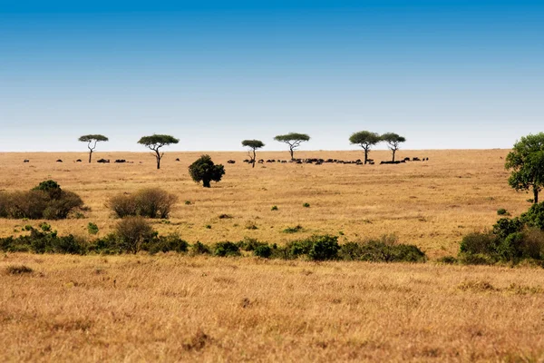 Masaï mara — Photo