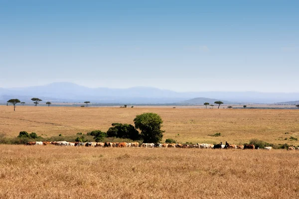 Masai mara — Fotografia de Stock