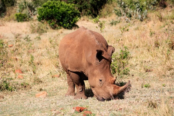 Rinoceronte bianco — Foto Stock
