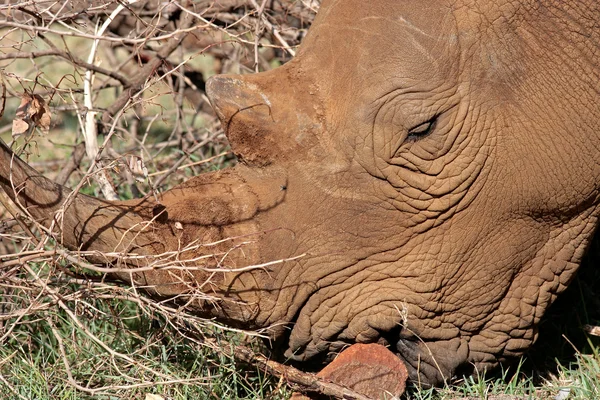 Rinoceronte blanco — Foto de Stock