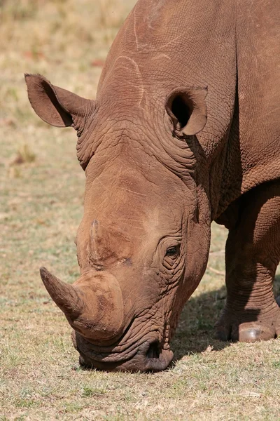 흰 코뿔소 — 스톡 사진