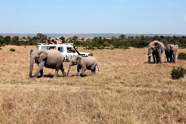 Safari wildsafari — Stockfoto