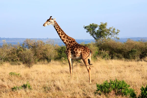 Masai of kilimanjaro giraffe — Stockfoto