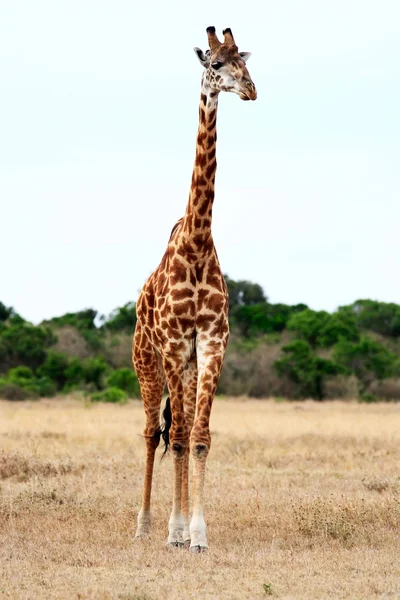 Masai oder Kilimandscharo-Giraffe — Stockfoto