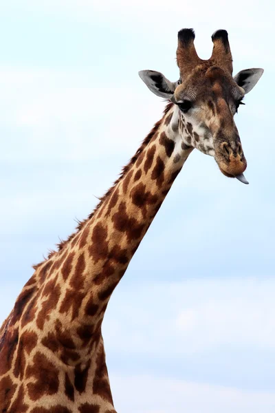 Masai ou kilimanjaro girafa — Fotografia de Stock